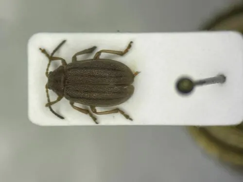 Ophraella pilosa