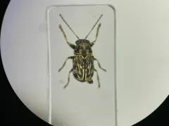 Pachybrachis luctuosus thumbnail 1