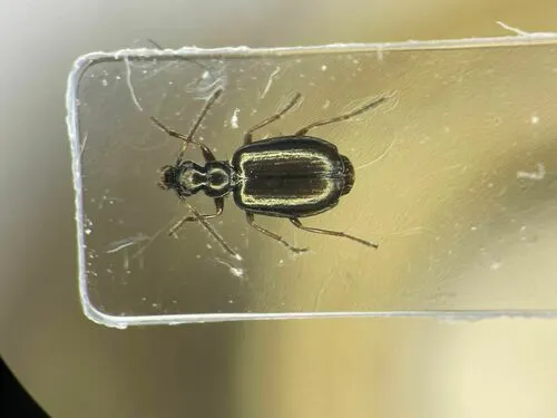 Lebia pumila