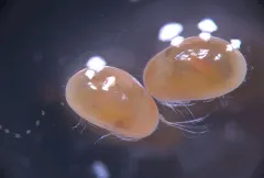 Heterocypris incongruens thumbnail 2