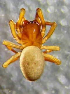 Robertus vigerens thumbnail 2