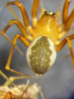 Three-spined Shield Sheetweaver thumbnail 3
