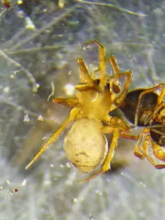 Agyneta fillmorana thumbnail 2