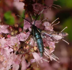 Western Willow Clearwing Moth thumbnail 3