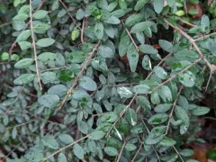 Boxleaf Honeysuckle thumbnail 4
