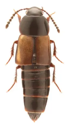 Tachinus luridus thumbnail 2