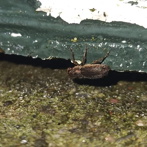 Clover root weevil