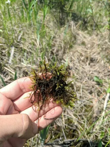 Spring Hook Moss