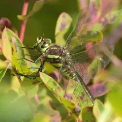Sedge Darner thumbnail 3