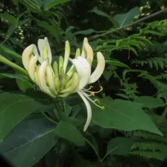 Common Honeysuckle thumbnail 3