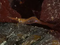 Kelp Humpback Shrimp thumbnail 3
