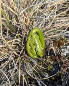 lanceleaf moonwort thumbnail 3