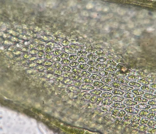 Patent Leskea Moss