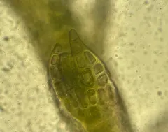 Fuscocephaloziopsis leucantha thumbnail 1