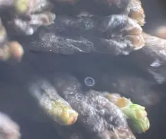 Dactylospora scapanaria thumbnail 2