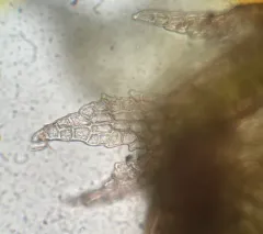 Spiny Threadwort thumbnail 2