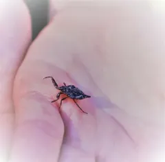 Nepa apiculata thumbnail 3