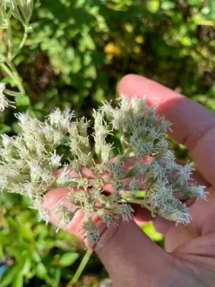 roundleaf thoroughwort thumbnail 3