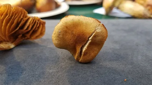 Cortinarius fuscoflavidus