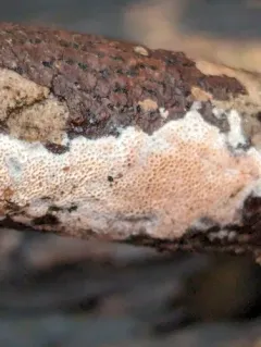 Steccherinum nitidum thumbnail 3