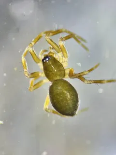 Tachygyna vancouverana thumbnail 2