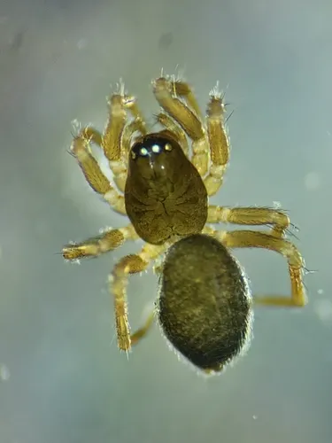 Tachygyna ursina
