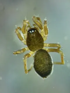 Tachygyna ursina thumbnail 1