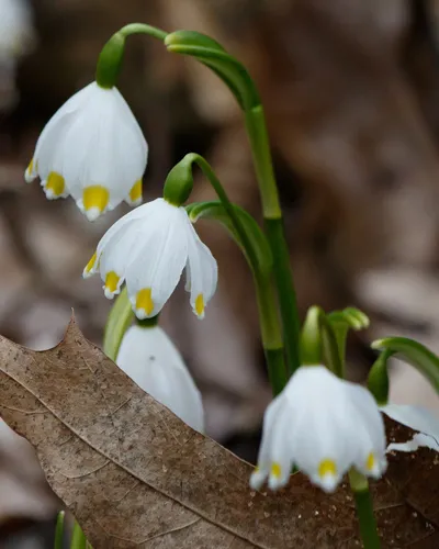 Spring Snowflake
