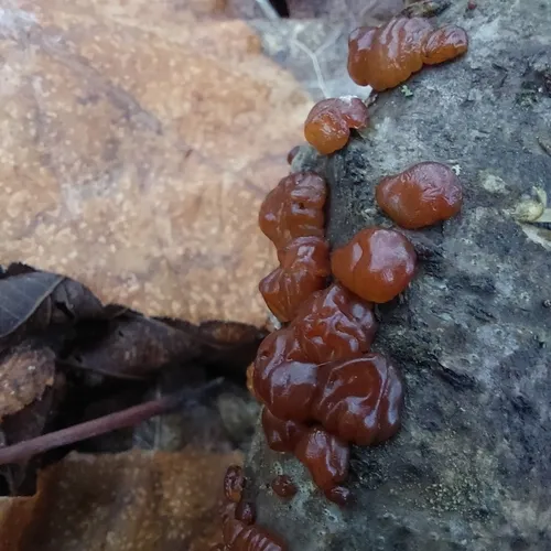 birch jelly
