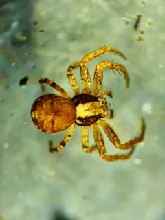 Xysticus pretiosus thumbnail 2