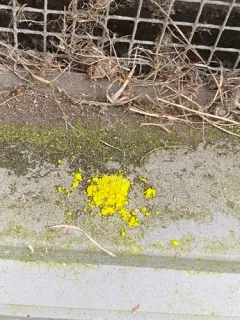 Pacific Candleflame Lichen thumbnail 3