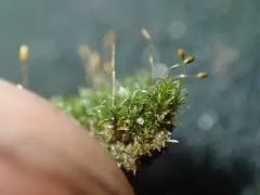 Toothed Streak-moss thumbnail 2