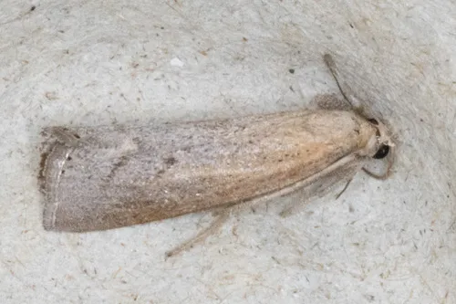 Pediasia laciniellus