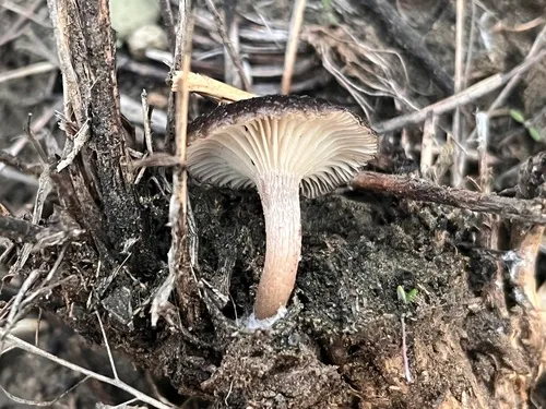 Hohenbuehelia ilerdensis