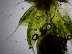 Oval-leaved Pottia thumbnail 2