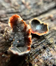 Bleeding Conifer Crust thumbnail 2