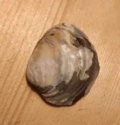 Hickorynut thumbnail 1