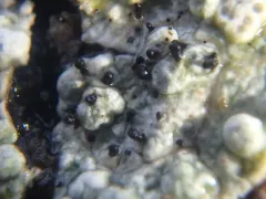 Sphinctrina turbinata thumbnail 3