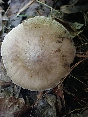 Entoloma cokeri