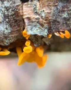 Trumpet Jelly Cup thumbnail 4