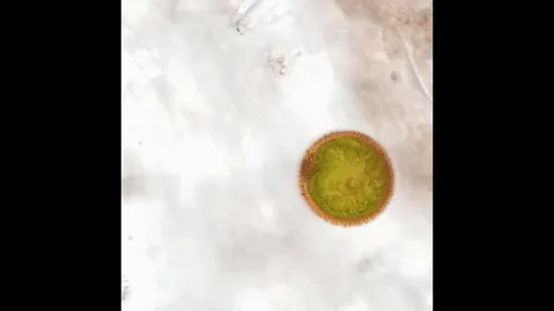 Trachelomonas acanthostoma