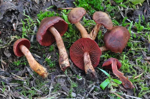 Cortinarius trappei
