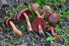 Cortinarius trappei thumbnail 1