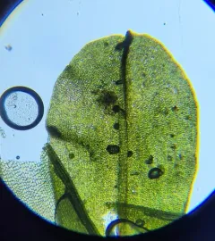 Water Screw-moss thumbnail 3