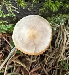 Strobilurus albipilatus thumbnail 3