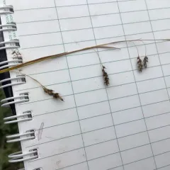 hair-like sedge thumbnail 1