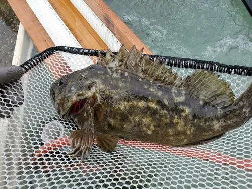 Grass Rockfish