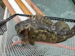 Grass Rockfish thumbnail 1