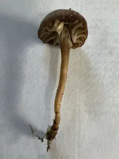 Cuphophyllus recurvatus thumbnail 2