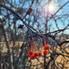 Siberian crabapple thumbnail 3